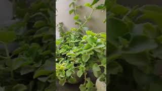 Sparrows| Terrace Garden | p johnsi is live| Kakinada