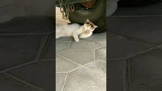 cute cat 🐈 self cleaning time ☺️ #shorts #viral #short