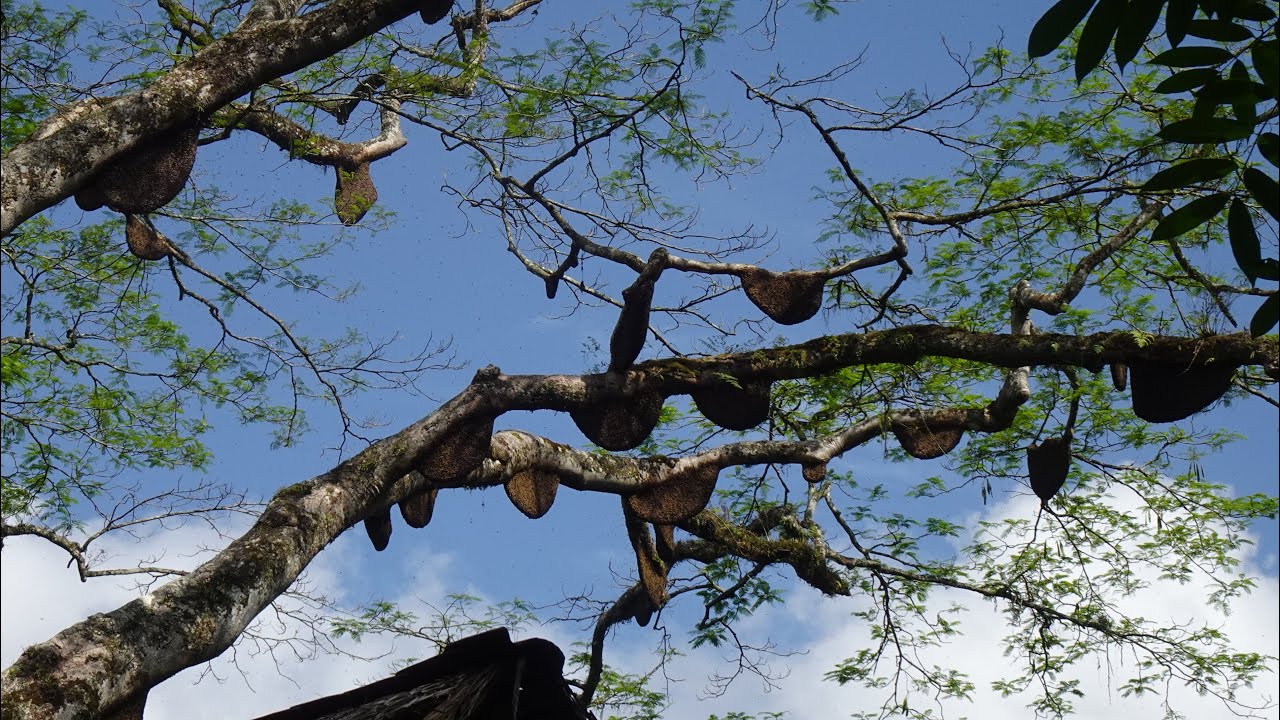 Panen raya tembus 100kg - Madunya melimpah ruah 