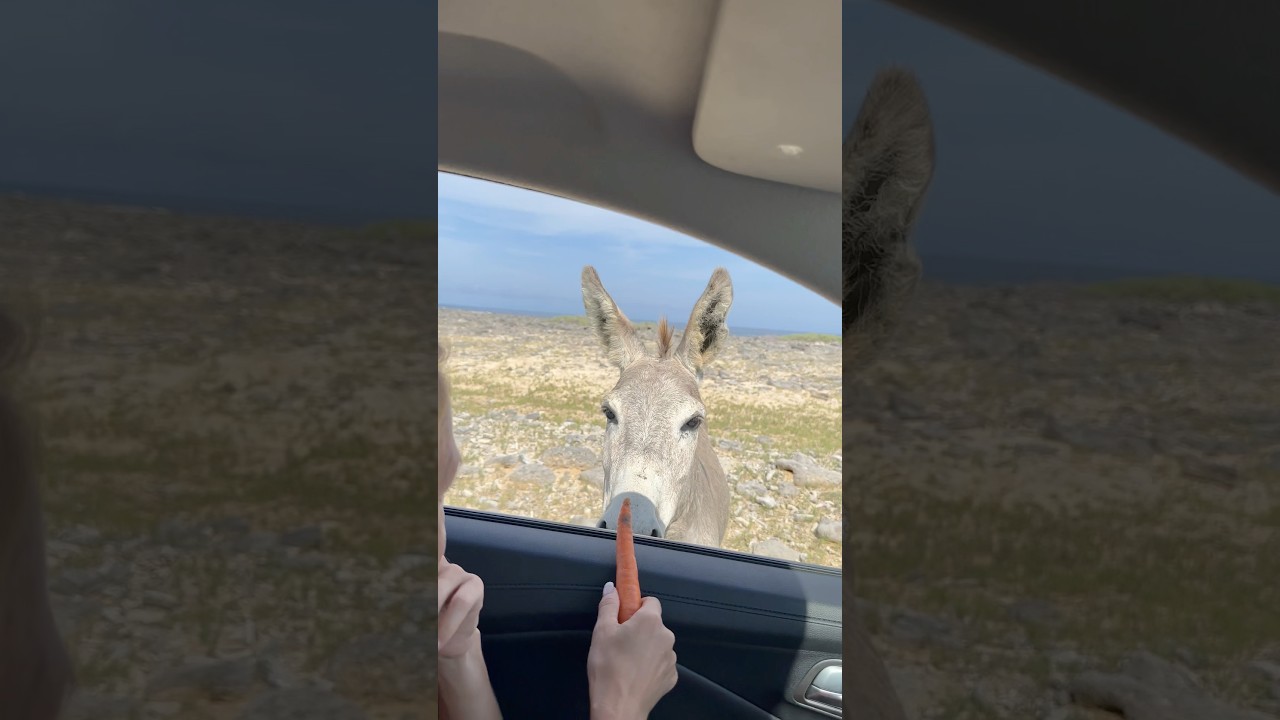 Feeding wild donkeys in Bonaire.  