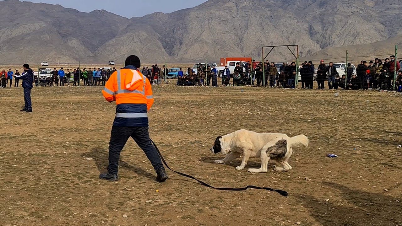 едем смотреть крутых Волкодавов!