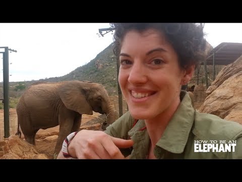 Swiss Army Nose: Behind the Scenes of HOW TO BE AN ELEPHANT with Katherine Roy