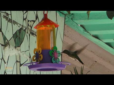 Vídeo: Como fazer uma grinalda de alimentador de beija-flor