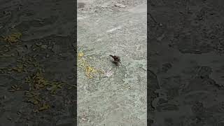 চড়ুই পাখির খাবার সংগ্রহ করে video fishingcat funny collected fishcatching naturecat cute