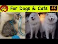 .s for dogs to watch to relax  calm relaxing music tv for your puppy dog