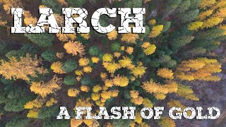 Western Larch - A Flash of Gold