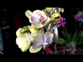 NEW ORCHIDS!PHALAENOPSIS MULTIFLORA &PAPHIOPEDILUM HYBRIDS!