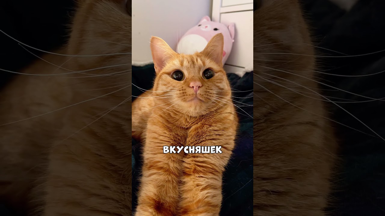 Окрас кошки влияет на её характер! #котики #кот #животные