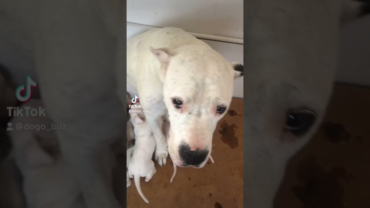 Dogo Arjantin Kopek Yarasi Iltihap Odem Apse Tedavisi Youtube