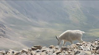 Erosion on Grays and Torreys is nothing that a chopper and some chopped wood can't fix