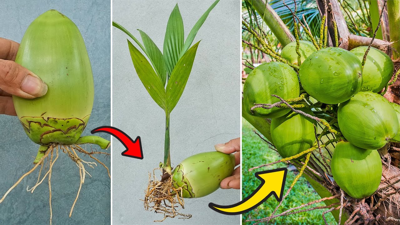How to Grow Coconut Tree from Coconut Fruit New Technology Not