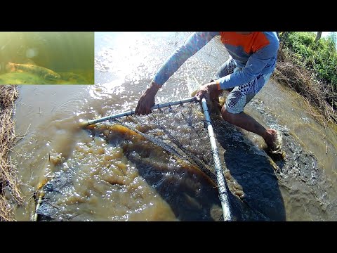 PASSEI A PENEIRA EM UM VALÃO CHEIO DE PEIXE