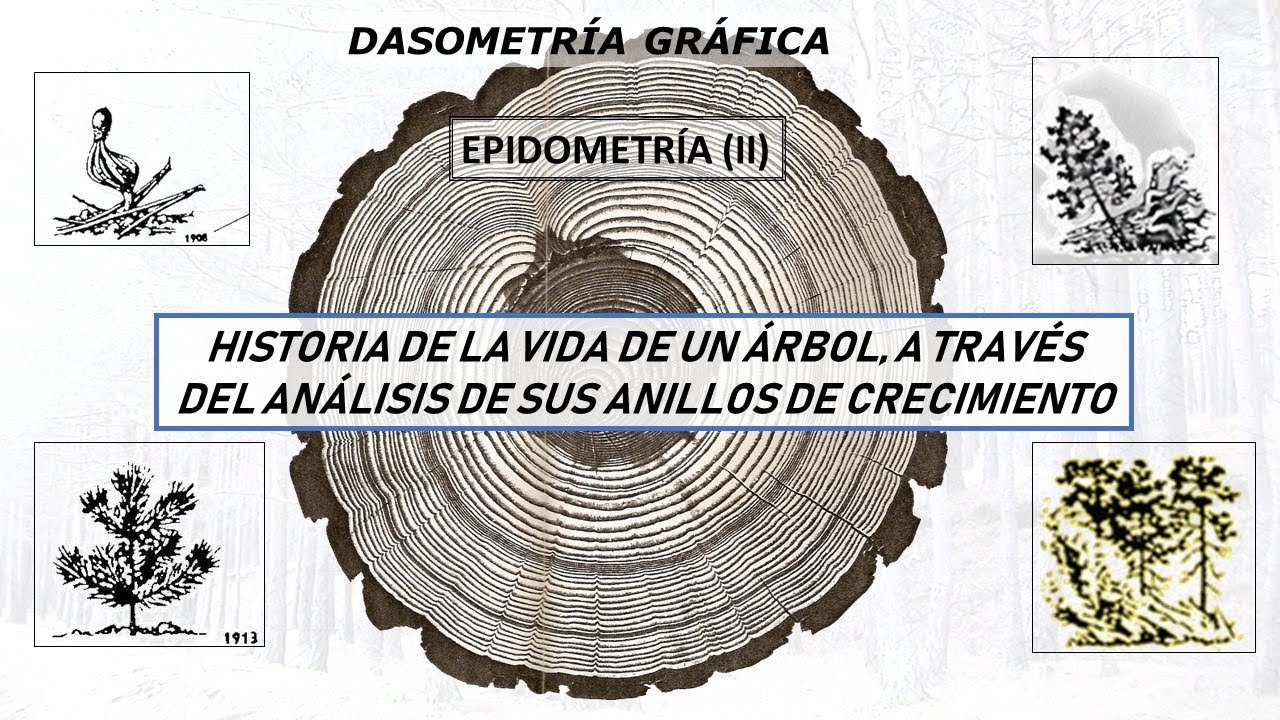 Historia de la vida de un árbol, a través del análisis de sus anillos de  crecimiento. EPIDOMETRíA II - YouTube