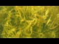 Под водой – видео – 9 июля 2016 г