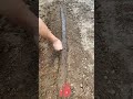 Time to Plant Autumn Radishes! Sow Now for a Winter Harvest 🥕🍂🔥