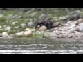 Погоня медведя за рыбаками