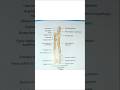 Anatomy of radius and ulna|| radius and ulna bone #medical#shorts#viral#part