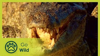 Crocodiles: The Last Dragon | Go Wild