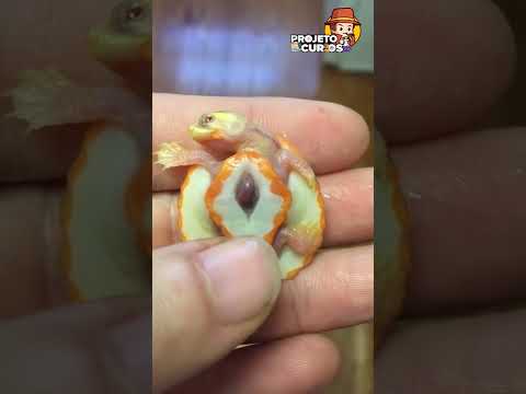 Vídeo: Tartaruga-de-orelha-vermelha: descrição, características, foto. Quantos dentes tem uma tartaruga