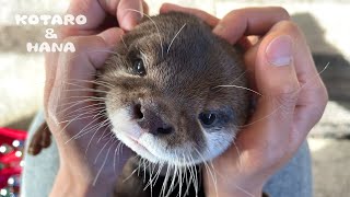 マッサージが気持ち良すぎて声が出ちゃうカワウソ　Otter Enjoying Massage and Making Cute Sounds