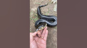 Quá Nguy Hiểm Khi Cho Rắn Cạp Nia Ăn #short