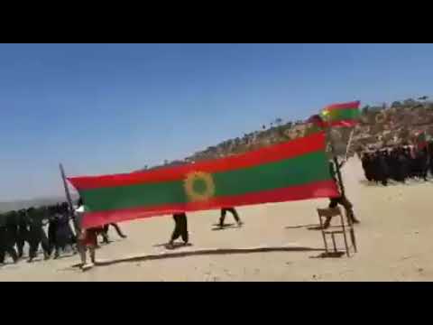 WbO Zooni Kaaba Waalloo