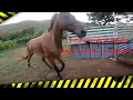 Que hacer cuando un caballo no quiere entrar a un trailer, PARTE 2