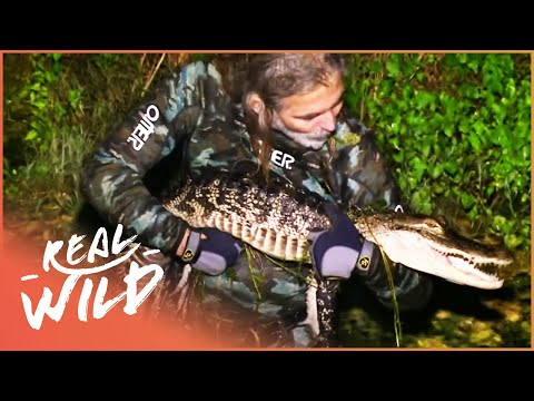 The Abandoned Mine Filled With Alligators (Wildlife Documentary) | Savage Wild | Real Wild