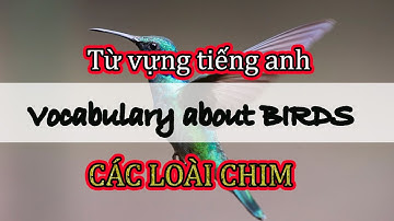 Từ vựng tiếng anh về CÁC LOÀI CHIM - Vocabulary about BIRDS
