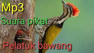 Mp3 Suara pikat burung pelatuk bawang