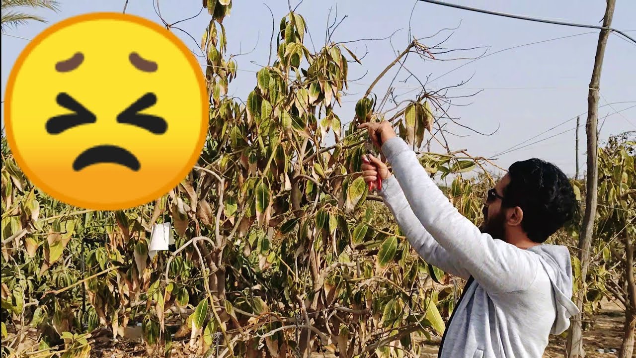 مزرعة مانجو كيت تعاني من الملوحة و دورة تنظيف بعد جمع الثمار 🥭😣🙏 Kate's Mango Farm is dying off