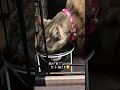 るいと息子の出逢いは偶然ではなく必然。息子は下校途中に出逢った痩せた猫を、自然と「るい」と呼んでいた。るいは息子を支える為に現れたような気がする#白血病の保護猫るい