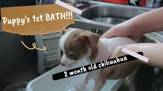 2 month old chihuahua's FIRST BATH!! *cuteness overload*