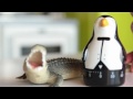 In questo video ti dimostro di cosa sono fatti i pinguini