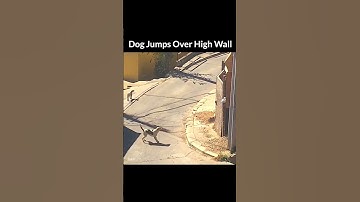 🚀 Beyond Persistence: The Hidden Key to Success