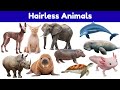 Hairless Animals | Discover The World Of Amazing Hairless Animals | Learn Animals Name for kids