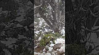 عمان جبل_شمس ثلوج بن_شبرsnow 28_1_202  jabalshams @bnshubair @binshubair Oman