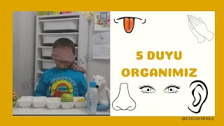 deneylerle öğreniyorum 5 duyu organımız deneyi