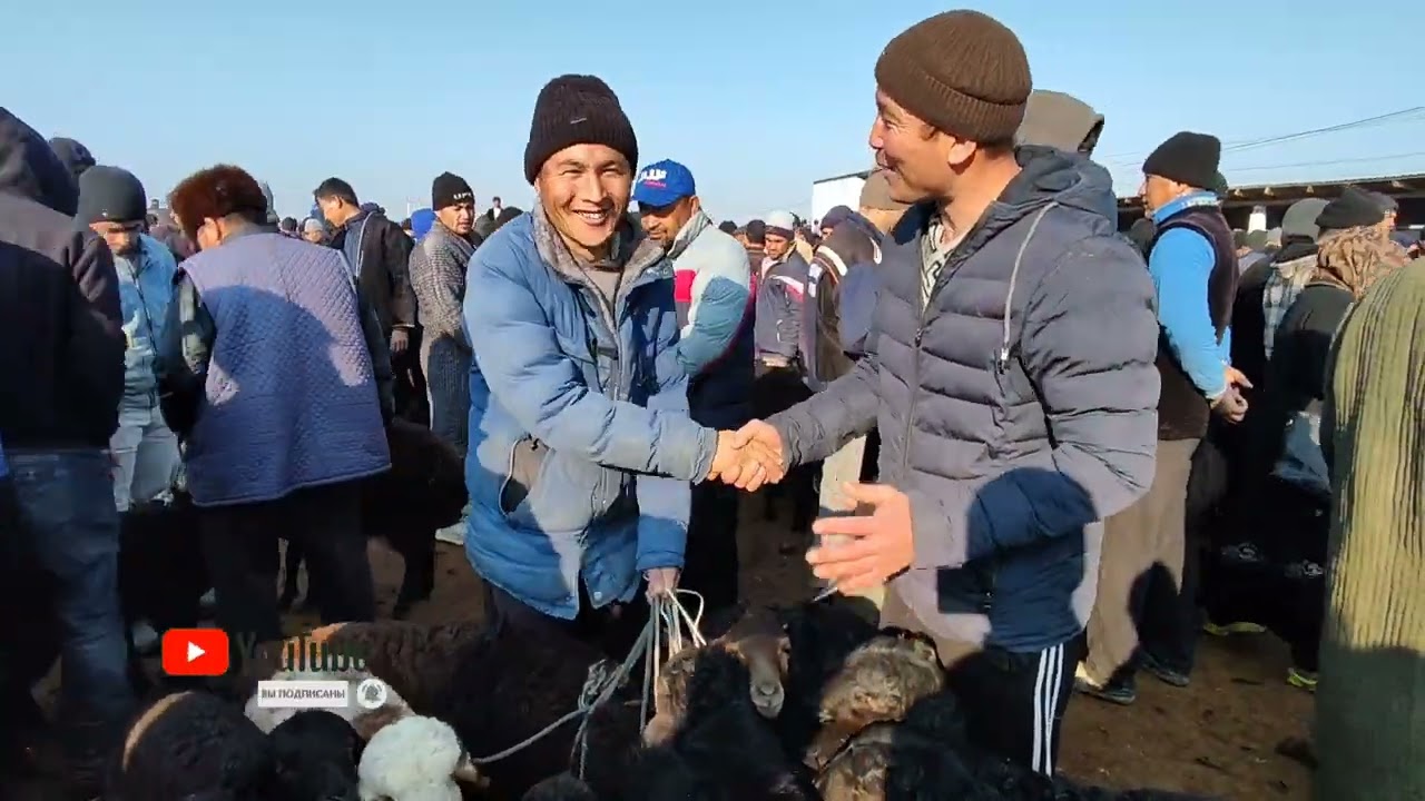 1-Qism: Surxondaryo Zang mol bozoridan Qo'chqor va Qo'zi Ona bola Qo'y narxlari 24.02.2024