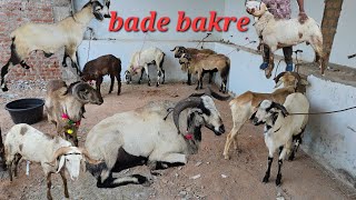 Qurbani 2024 ke bade bakre in Hyderabad santosh nagar | khurbani k bade janwar available