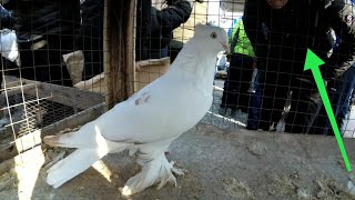 ГОЛУБИНЫЙ РЫНОК УЗБЕКИСТАНА КАБУТАР БОЗОР  #голуби#kabutar bozor#pigeons#doves#kabootar bazi