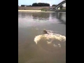 Airedale Vita - Water jump