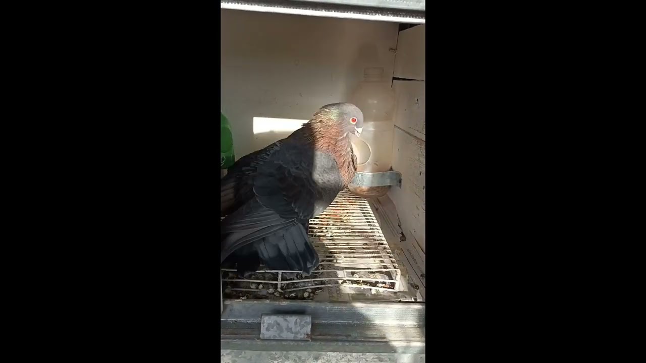 GABRIEL PALOMERO DE SAN JUSTO, PALOMAR 