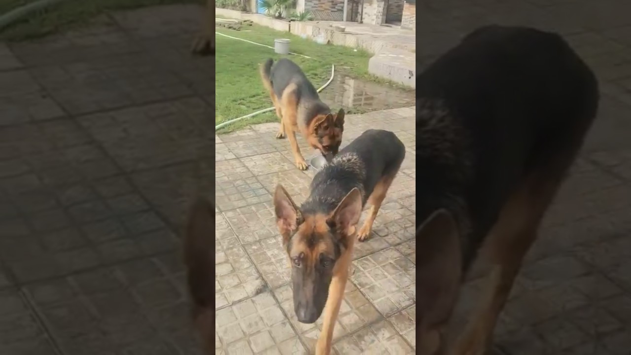 German Shepherd intelligent dog 🧠 ! popular dog breed 