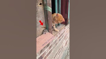This Cat Made Friends with a Mouse 😍