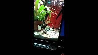 Emerald Swift eats jumper