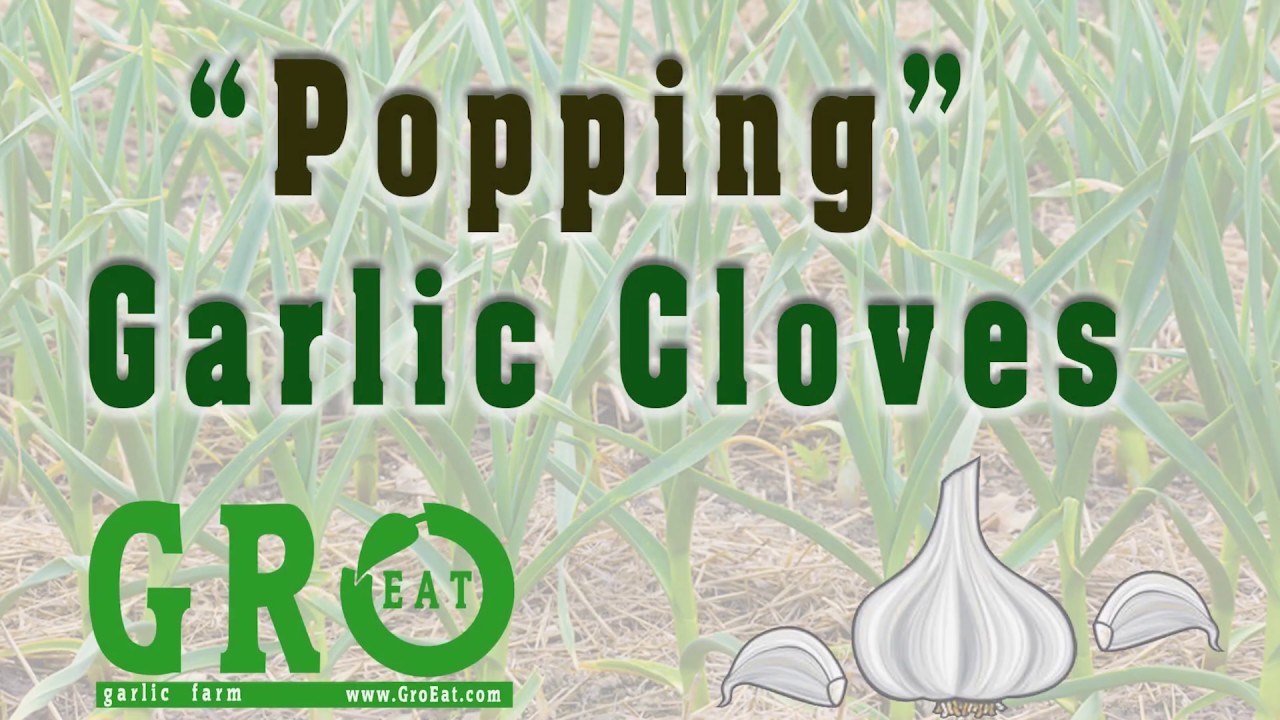 Popping or Breaking a Garlic Clove YouTube