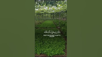القرآن الكريم #المسجد_الحرام #اكسبلور #السعودية #دويتو #مصر #duet #لايك #المصحف #راحة_نفسية #غزة