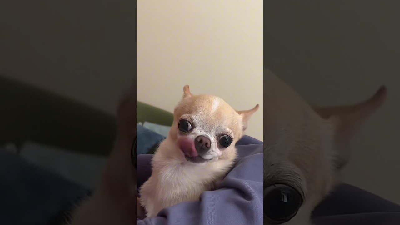 How your dog reacts when you kiss it…🐶🥰#dogs #dogsoftiktok #funnydogs #usa #cutedog