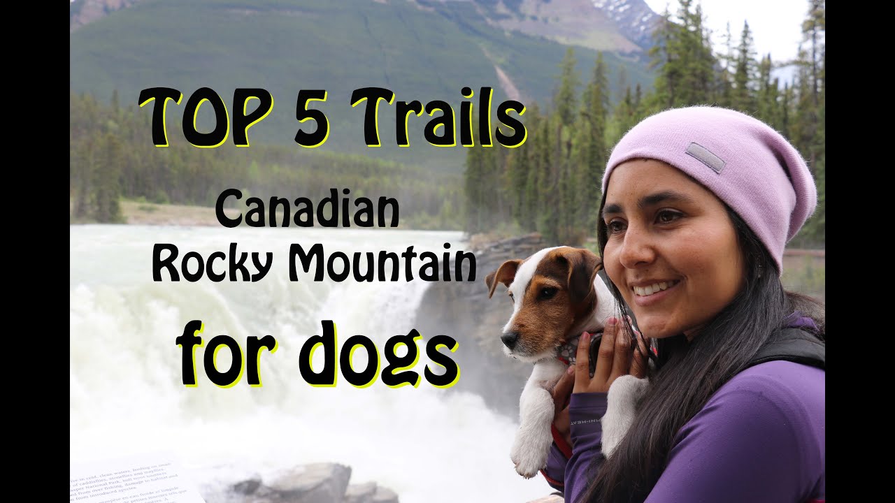 Top 5 trails to hike with your puppy in Rocky Mountain National Park
